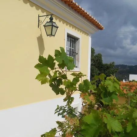 Galo Preto - Sintra